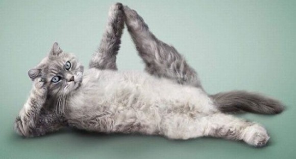 PPG #3 : Stretching à chat (ASSA)